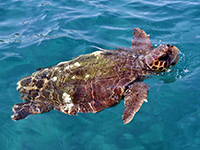 Tortue à écaille à Tahiti avec Topdive