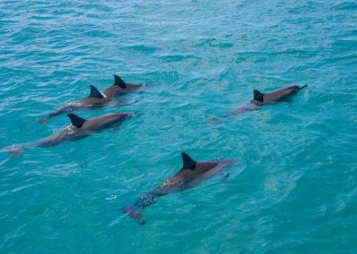Les dauphins en action