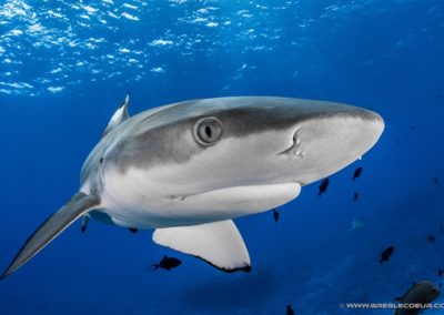 Requin pointe noir - Topdive