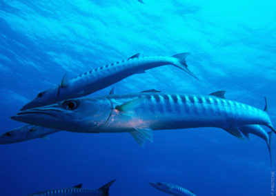 Le Grand Barracuda à Fakarava Nord - Plongée avec TOPDIVE en Polynésie - Photo F.PROTCHE