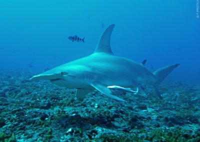 Requin marteau - Topdive