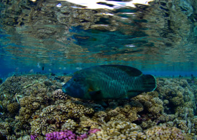 Faka-Sud-poisson-napoléon-topdive