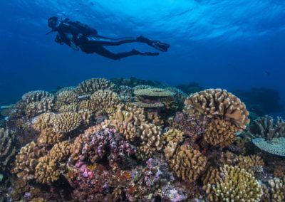 Fonds marins barrière de corail à Tahiti avec Topdive