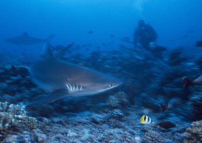 Requin Tapete en plongée à Fakarava avec Topdive