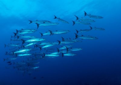 Banc de Barracuda à Fakarava en plongée avec Topdive