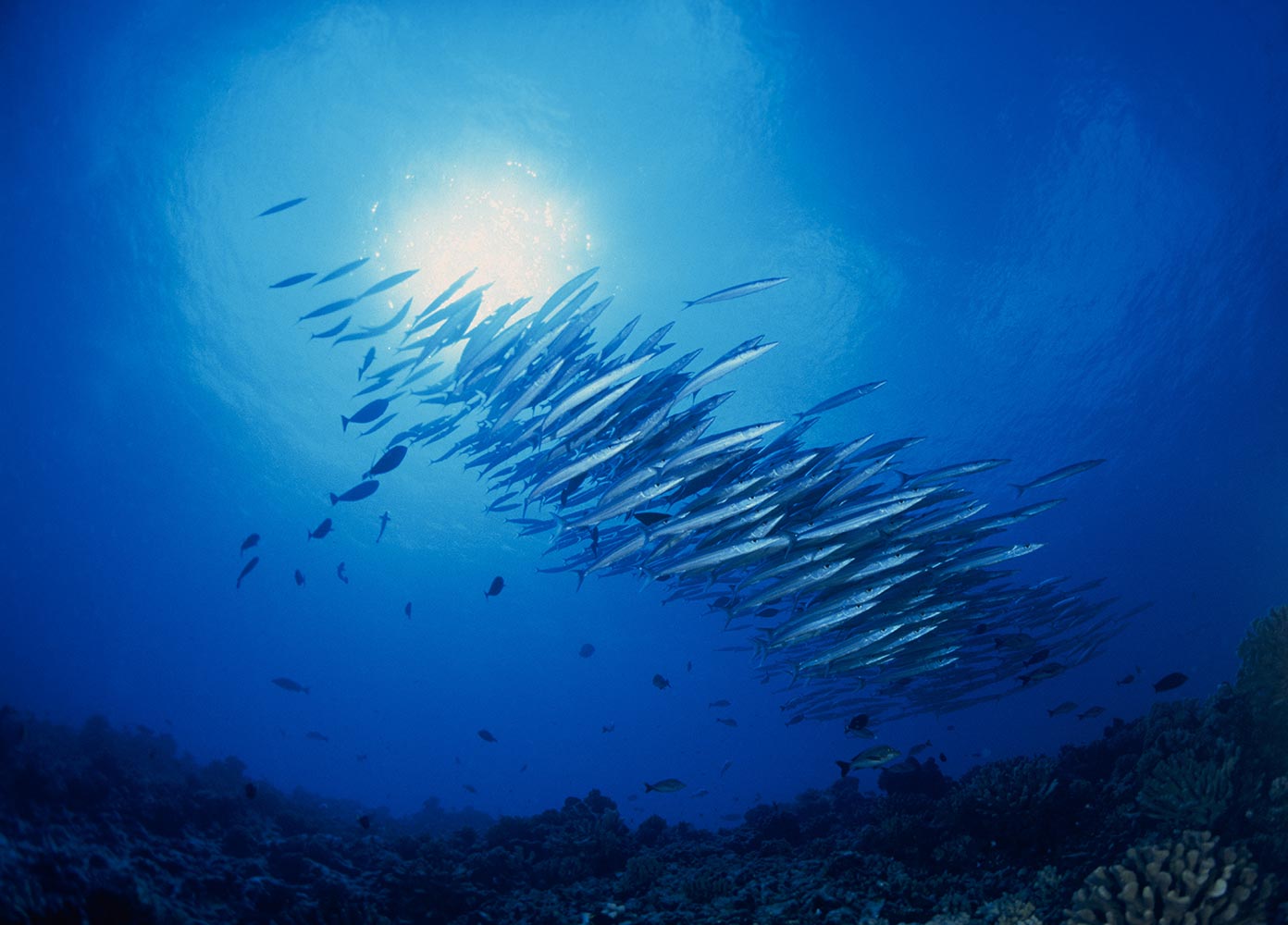 Palanquée à Moorea