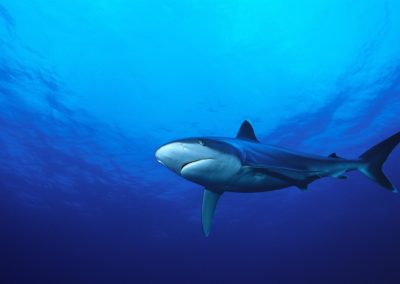 Requin Tapete à Tikehau, photo Girardot