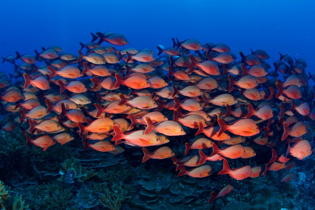 Palanquée à Moorea