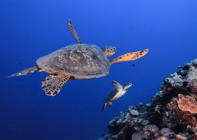 La tortue imbriquée -Topdive © Tobias FRIEDRICH