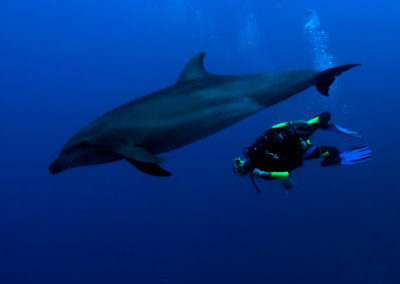 Le grand dauphin - topdive