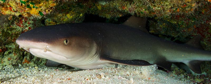 Le requin nourrice