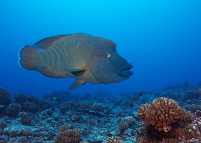 Mara - Napoléon - TOPdive Rangiroa © Eric Cheng