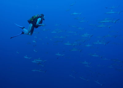 Mur de requins