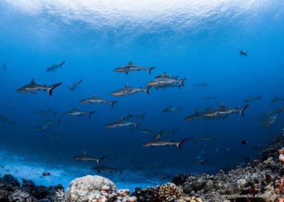 Mur de requins à Fakarava Sud