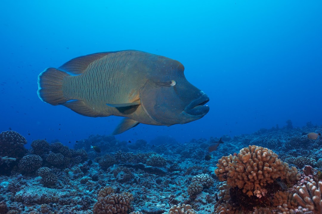 Palanquée à Moorea