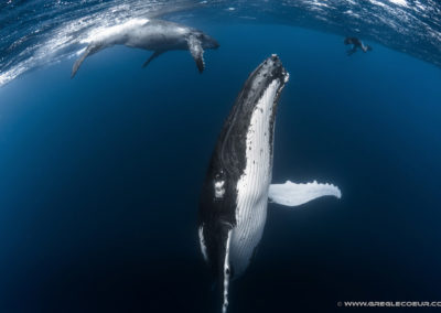 Observation des baleines en plongée en Polynésie francaise