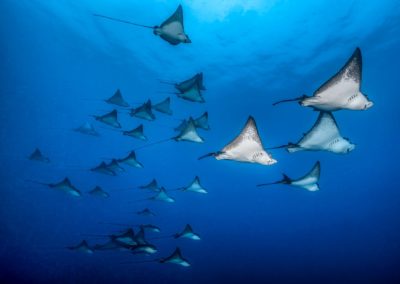 Banc de raies léopard à Moorea - Topdive