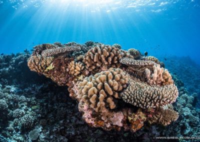 Massif de Corail - Topdive Moorea