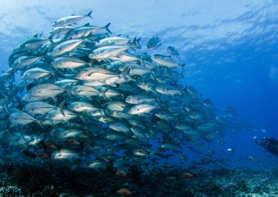 Banc de carangues dans la passe de Taotoï à Moorea - Topdive