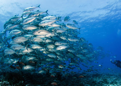 Banc de poissons, Plongée en Polynésie avec Topdive