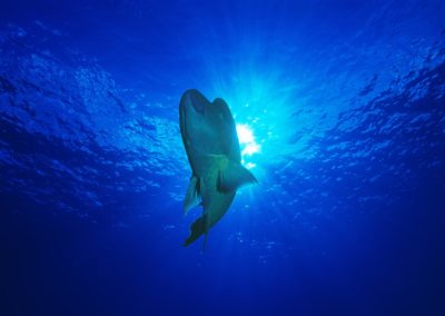 Poisson Napoléon dans les eaux de Tikehau avec Topdive - Photo Girardot