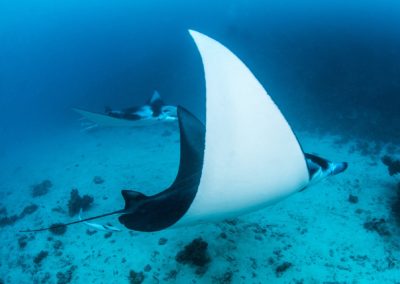 Raies manta - Topdive