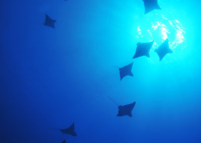 Raies manta - Topdive