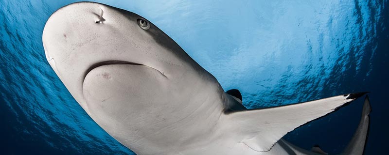 La Polynésie devient le plus grand sanctuaire pour les requins au monde