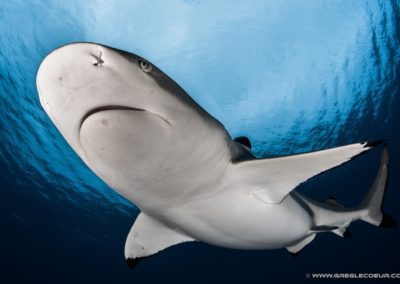 Requin pointe noire -  Moorea