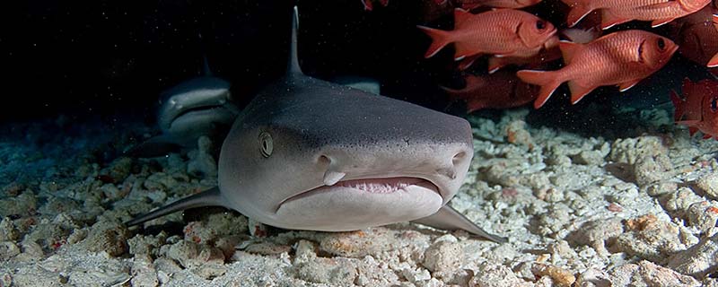 Le Requin Pointe Blanche du Lagon