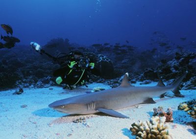 Requin dormeur - topdive