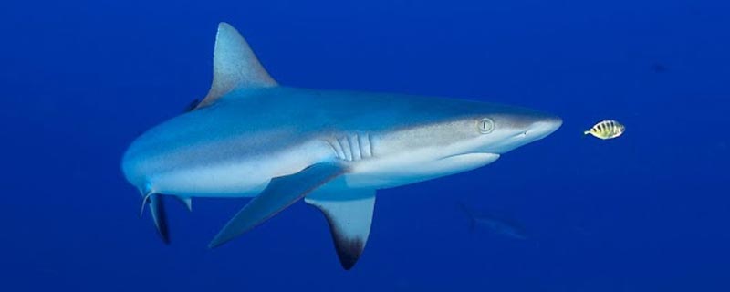Le Requin Gris de Récif