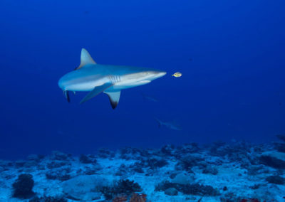 requin-gris-fakarava