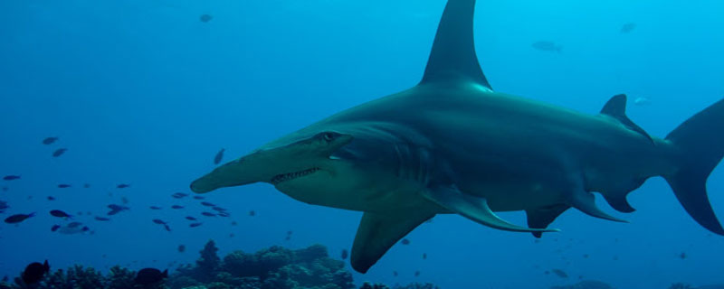 Le Grand Requin Marteau