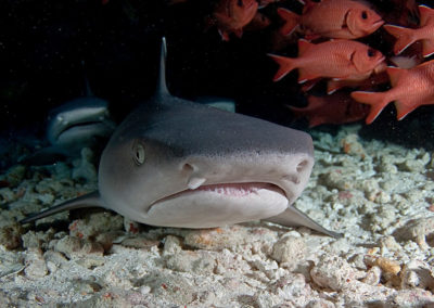 Requin à pointe blanche