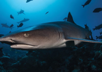 Requin à ailerons blanc du lagon