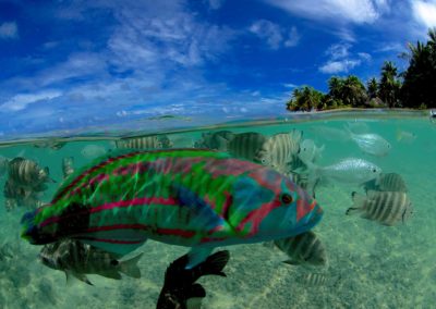 snorkeling