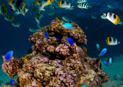 snorkeling-a-bora-bora-avec-topdive