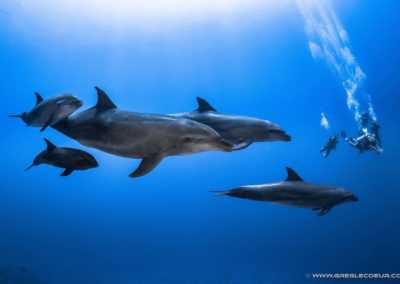 Sortie dauphins dans la passe de Tiputa