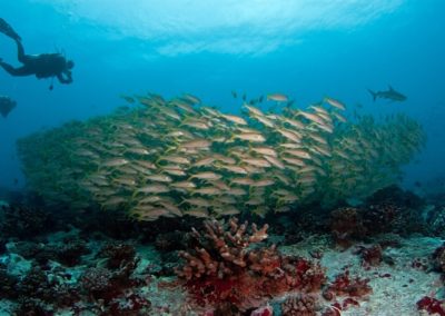 Surmulets à Tiputa avec Topdive © Vincent TRUCHET - TOPDIVE