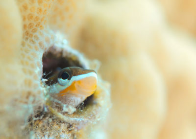 Tahiti-Aquarium-Petit poisson-Topdive