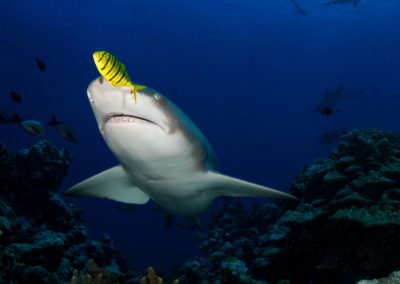 Tahiti, la Vallée Blanche -requin - Topdive