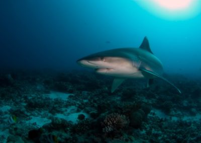 Requin Tapete - topdive