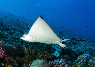 Tetiaroa - Raie Léopard, plongée avec Topdive -Photo T-Kotouc
