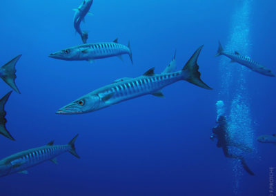 Barracudas en plongée avec Topdive - Photo F.PROTCHE