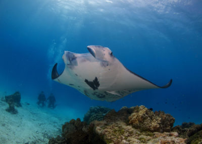 Tikehau - Observation d'une raie manta en plongée avec Topdive