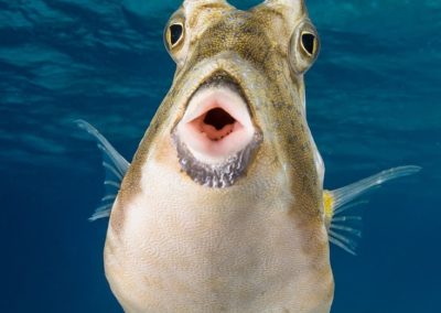 Poisson vache à Bora Bora - Topdive