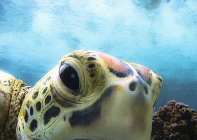 La tortue imbriquée - Topdive Polynésie © V. Truchet