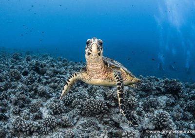 La tortue imbriquée - Topdive ©greglecoeur