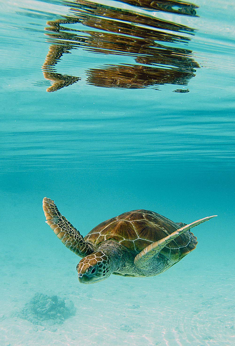 Palanquée à Moorea